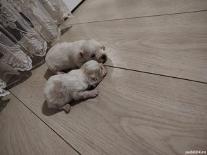 Vând  cătei Bichon - imagine 4