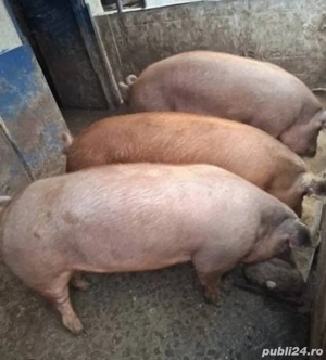 Porci de vânzare 