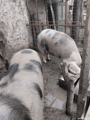 Vând porci - imagine 2