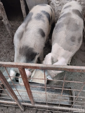 Vând porci - imagine 3