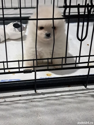 Pomeranian  mini spitz - imagine 2