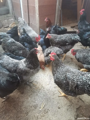 vand găini austrolorp 