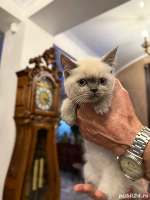 Pui British Shorthair - imagine 2