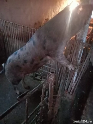 vand porci si purcei  - imagine 2