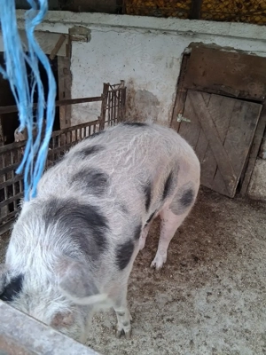 Vând porc Pietrain 250kg