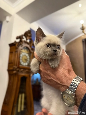 Pui British Shorthair - imagine 3