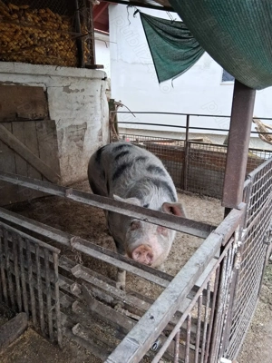 Vând porc Pietrain 250kg - imagine 2