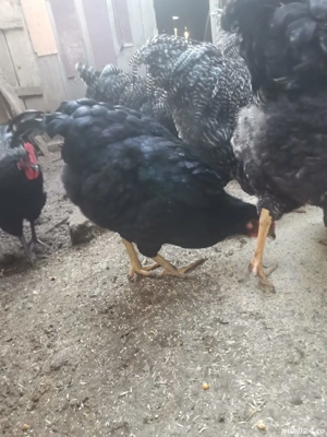 vand găini austrolorp  - imagine 2