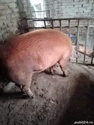 Scroafa Duroc de vânzare - imagine 2