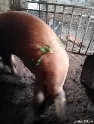 Scroafa Duroc de vânzare - imagine 3