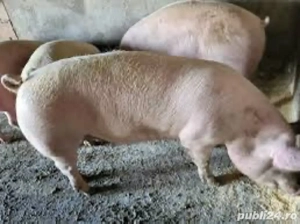 Porci de vanzare