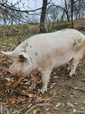 porcii greutate 100-300