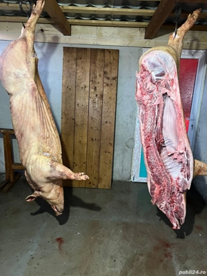 vand porci de carne in carcasa, rasa pietrain, pic, duroc cu pietrain si duroc pur  - imagine 2