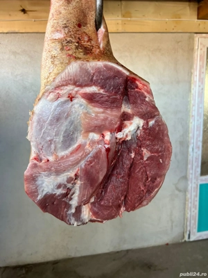 vand porci de carne in carcasa, rasa pietrain, pic, duroc cu pietrain si duroc pur  - imagine 4