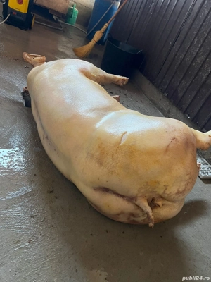 vand porci de carne in carcasa, rasa pietrain, pic, duroc cu pietrain si duroc pur  - imagine 3