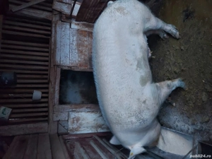 Vând vier castrat  - imagine 3