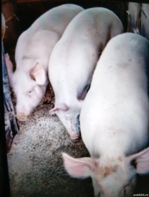 Vind porci de rasa de carne 