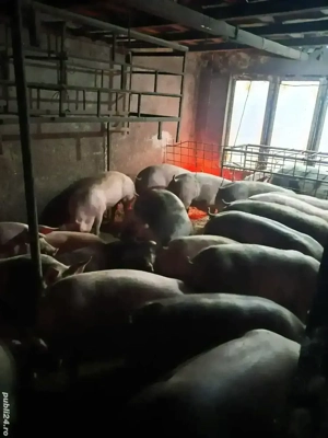 Vând porci - imagine 2