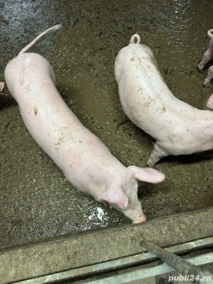 Vând porc crescut natural!