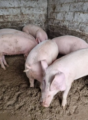 Porci de vânzare pentru masa de Crăciun! - imagine 2