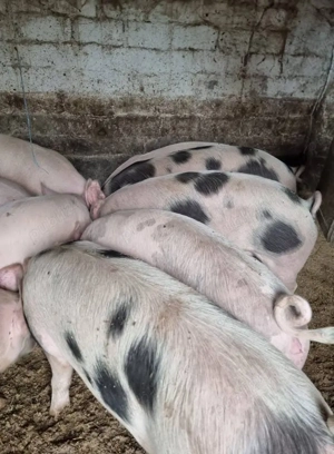 Porci de vânzare pentru masa de Crăciun!