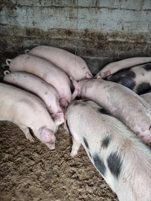 Porci de vânzare pentru masa de Crăciun! - imagine 3