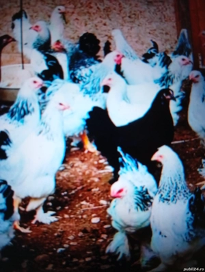 Vind puicuțe de rasă Brahman  - imagine 2