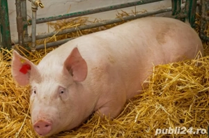De vânzare porci pentru sacrificare  