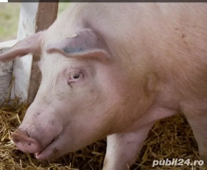 De vânzare porci pentru sacrificare   - imagine 2