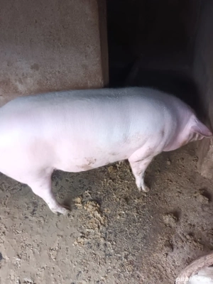 vand porc  aproximativ 130 kg - imagine 2