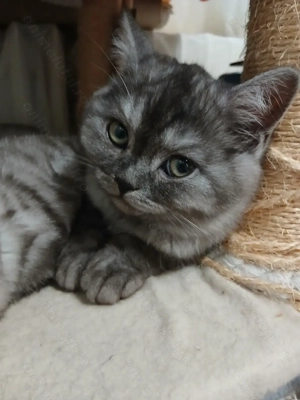 Vand puiuti british blak tabby smoke