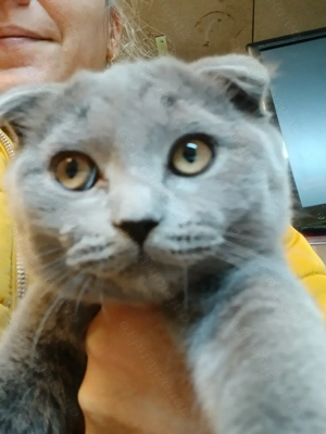 Brithish shorthair blue baietei si fetite