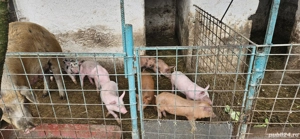 purcei, grasuni Schimb cu boabe de porumb - imagine 3