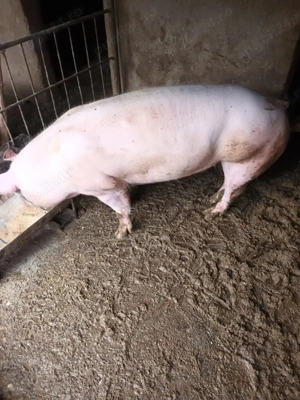 vand porc 1ookg aproximativ 