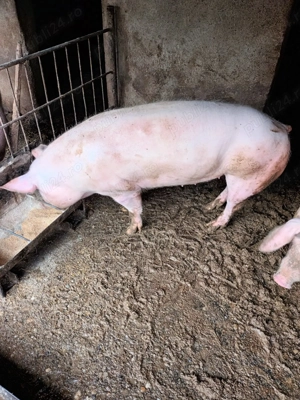 vand porc 1ookg aproximativ  - imagine 2