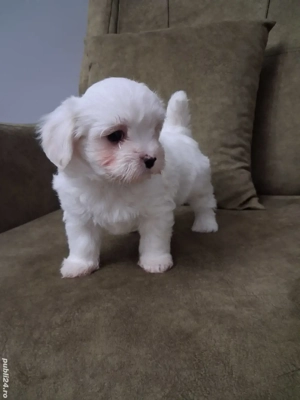 Bichon maltez talie mica 