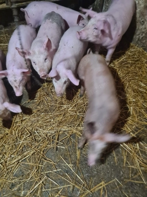 Vând purcei - imagine 3