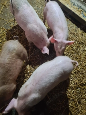 Vând purcei - imagine 2