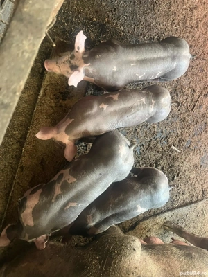   Purcei pietrain ! - imagine 2