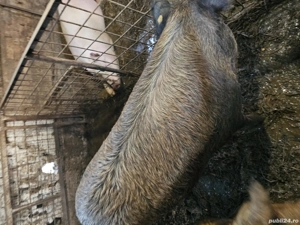 Porci mangalita  - imagine 5