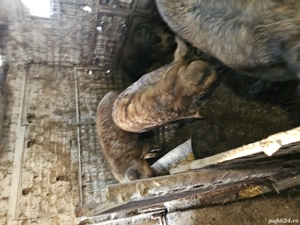 Porci mangalita  - imagine 4