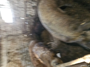 Porci mangalita  - imagine 2