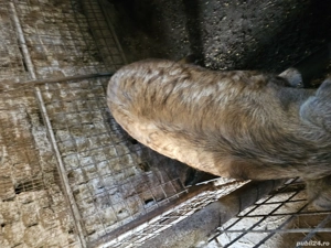 Porci mangalita  - imagine 3