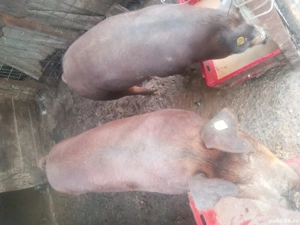 Porci pentru sacrificat  - imagine 3