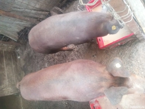 Porci pentru sacrificat  - imagine 2