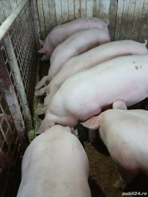 porci de carne  - imagine 4