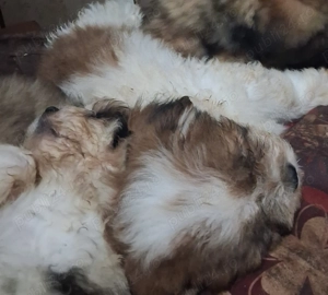 Fetita si băiat shihtzu  - imagine 4