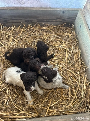 Vand pui lagotto romagnolo - imagine 5