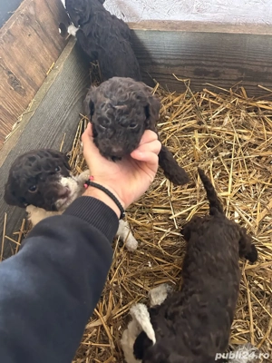 Vand pui lagotto romagnolo - imagine 3