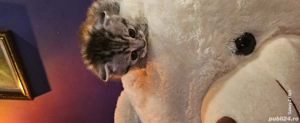 scottish Fold tigrat  - imagine 3